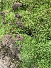 Soleirolia soleirolii