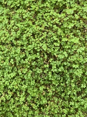 Soleirolia soleirolii