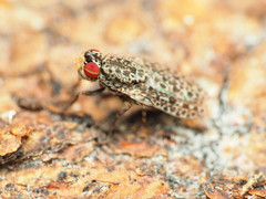 Traginops irroratus