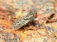 Traginops irroratus