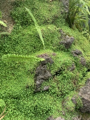 Soleirolia soleirolii