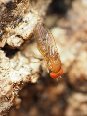 Drosophila tripunctata
