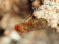 Drosophila tripunctata