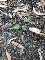 Hardenbergia violacea