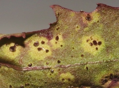 Puccinia taraxaci