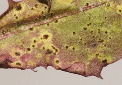 Puccinia taraxaci