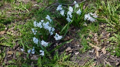 Puschkinia scilloides