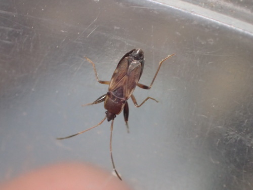 iNaturalist observation photo of Togodolentus wrighti