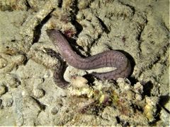 Gymnothorax zonipectis