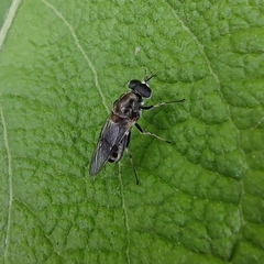 Stratiomyidae