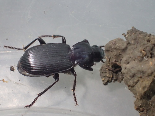 iNaturalist observation photo of Blackclock Ground Beetles