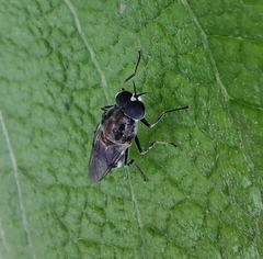 Stratiomyidae