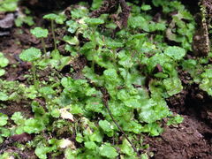 Cryptomitrium tenerum