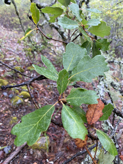 Quercus × eplingii
