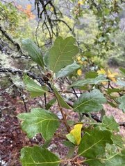 Quercus × eplingii