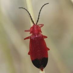 Lycus sanguineus