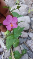 Hibiscus phoeniceus