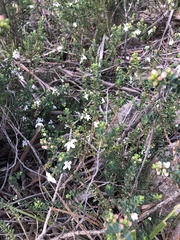 Philotheca verrucosa