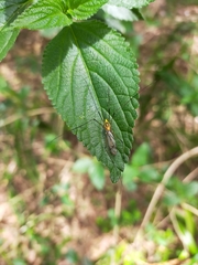 Nephrotoma australasiae
