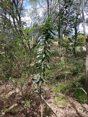 Dracaena angustifolia