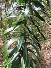 Dracaena angustifolia
