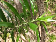 Dracaena angustifolia