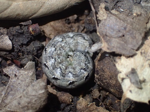 iNaturalist observation photo of Cutworms and Dart Moths