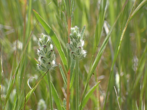 iNaturalist observation photo of dot-seed plantain
