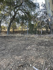 Aphelocoma californica