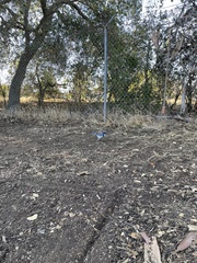 Aphelocoma californica