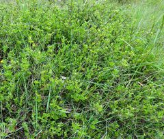 Podolobium procumbens