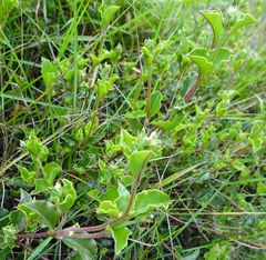 Podolobium procumbens