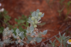 Atriplex vesicaria