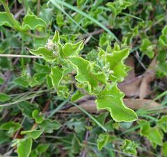 Podolobium procumbens