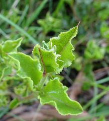 Podolobium procumbens