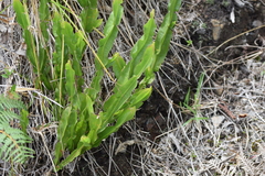 Baccharis genistelloides