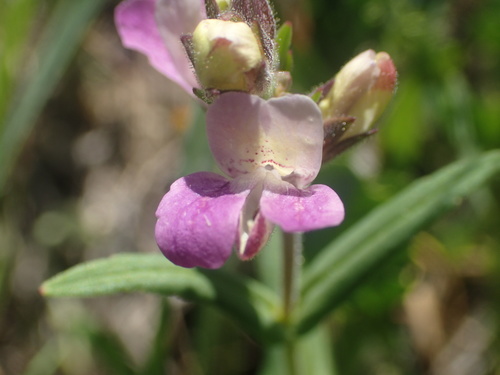 iNaturalist observation photo of Purple Chinese Houses