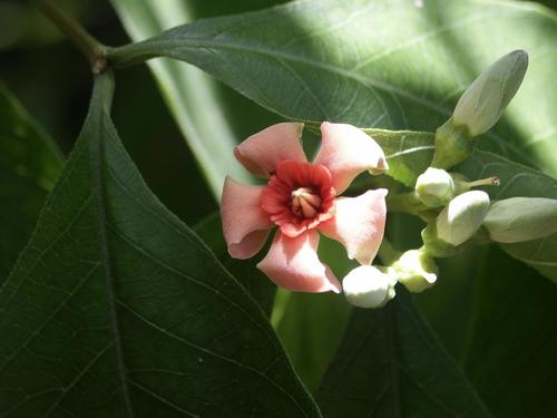Wrightia coccinea