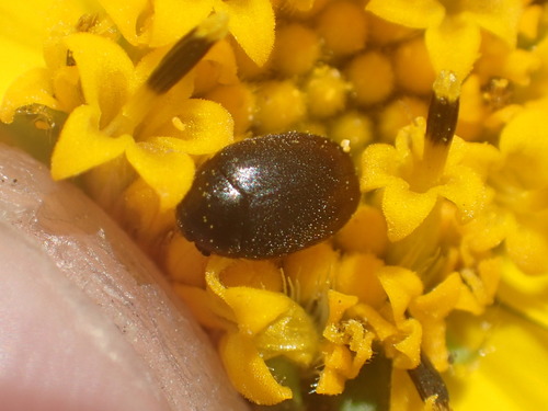 iNaturalist observation photo of Cryptorhopalum