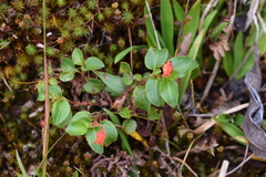 Viola arguta image