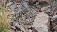 Bothrops ammodytoides