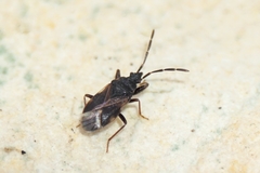 Taphropeltus contractus