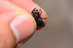 Eristalotabanus violaceus