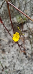 Hemimeris sabulosa