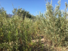 Salix exigua hindsiana