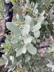 Quercus oblongifolia