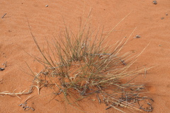Aristida contorta