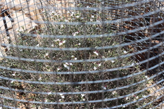 Xerothamnella parvifolia
