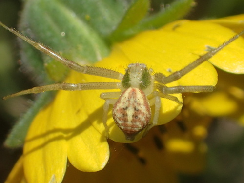iNaturalist observation photo of Mecaphesa