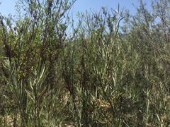 Salix exigua hindsiana